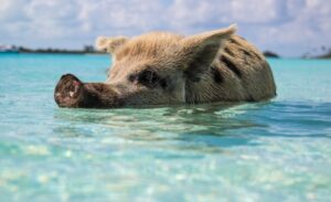 Pigs in the Bahamas