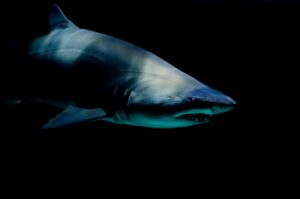 Lemon Shark in Fiji
