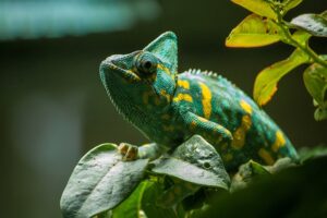 Chameleons, Madagascar Wildlife