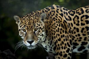 Amazon Rainforest Dangerous Wildlife
