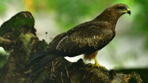 Exotic Bird, Madagascar Wildlife