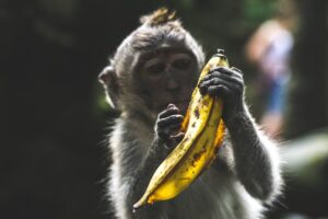 Food in the Jungle