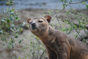 Fossa, Madagascar Wildlife