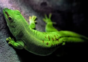 Reptile, Madagascar Wildlife