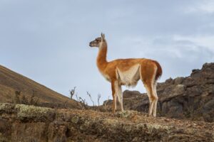 Guanaco in Patagonia