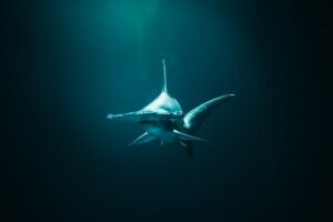 Hammerhead Shark in Cocos Island