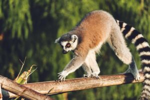 Lemurs, Madagascar Wildlife