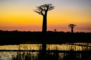 Explore Madagascar Wildlife 
