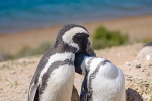 Magellanic Penguins in Patagonia