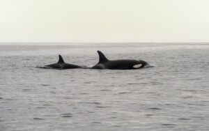 Península Valdés Wildlife