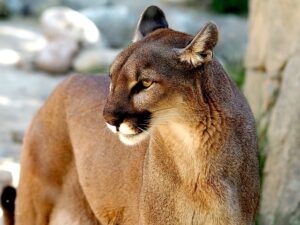 Patagonian Puma