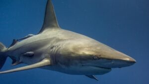 Shark Behavior