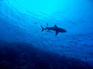Shark Encounter