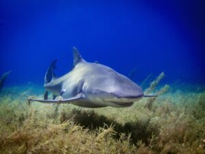 Shark Encounter Myths