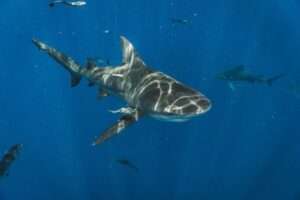 Shark Encounter Survival Tips
