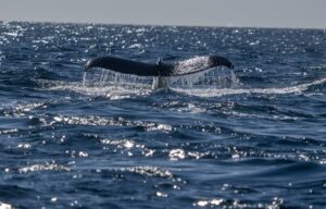 Southern Right Whale in Patagonia
