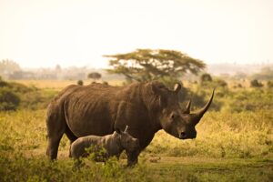 Wildlife Awareness