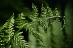 Types of Plants