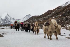 the Snowman trek, Buthan hike