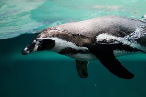Tierra del Fuego National Park Wildlife