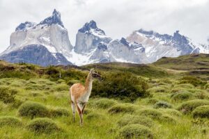 Torres del Paine National Park Wildlife