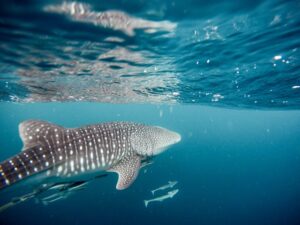 Whale Shark in the Galapagos Islands