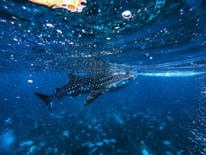 Whale Shark in The Maldives
