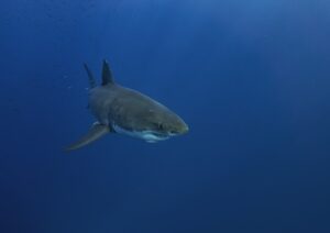Great White Shark in Guadalupe Island