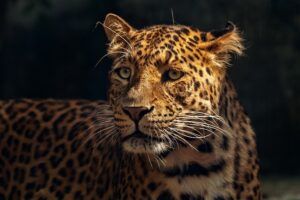 Wildlife Documentary