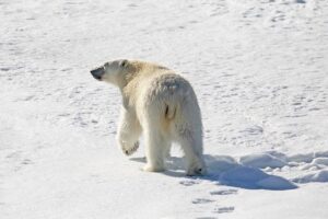 Ethical Wildlife Filming