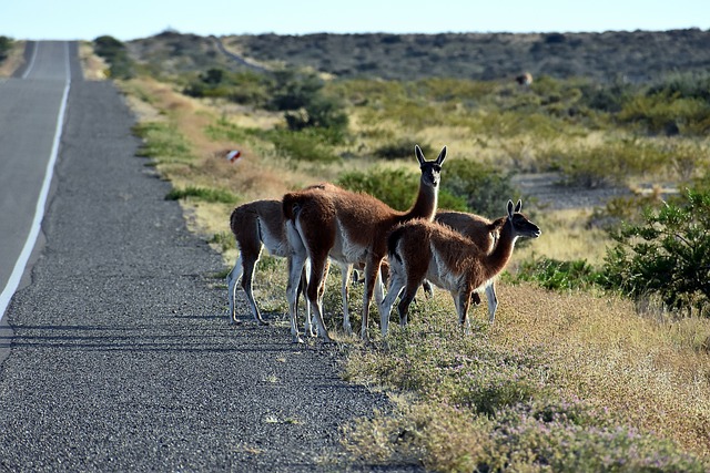 Wildlife in Patagonia: A Guide to South America’s Wilderness