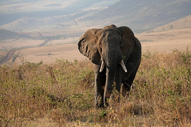 wildlife-volunteering